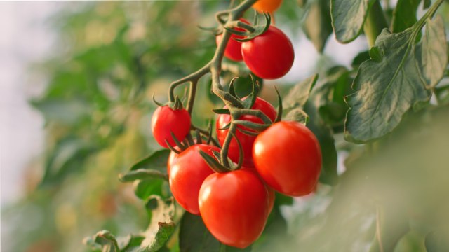 3 New Tomato Varieties with Award Winning Flavor to Add to Your Garden