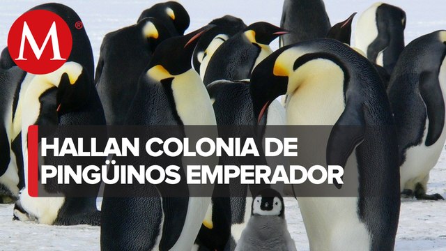 Descubren nueva colonia de pingüinos emperador en la Antártida