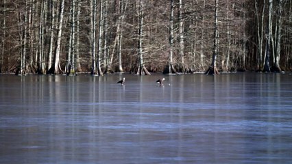 Bald Eagles Play with Golf Ball on Frozen Lake