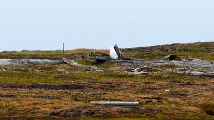 Standoff Between Arctic Fox and Snowy Owl