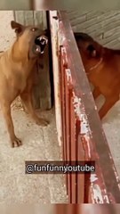 हिंदी में मजेदार कुत्तों की लड़ाई 🤣 | Dog vs Dog Comedy Video
