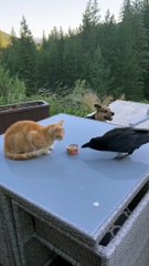 funny cat || funny crow || Animal funny momments