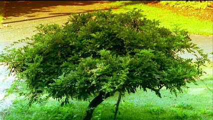 Copley: An American Fairytale (2008) | Official Trailer, Full Movie Stream Preview