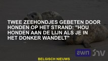 Twee zeehonden gebeten door honden op het strand: 