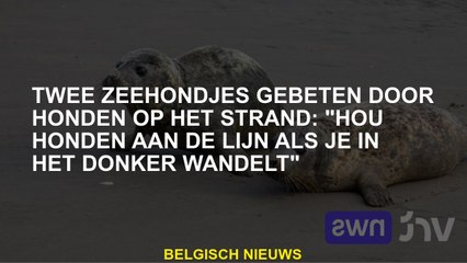 Download Video: Twee zeehonden gebeten door honden op het strand: 