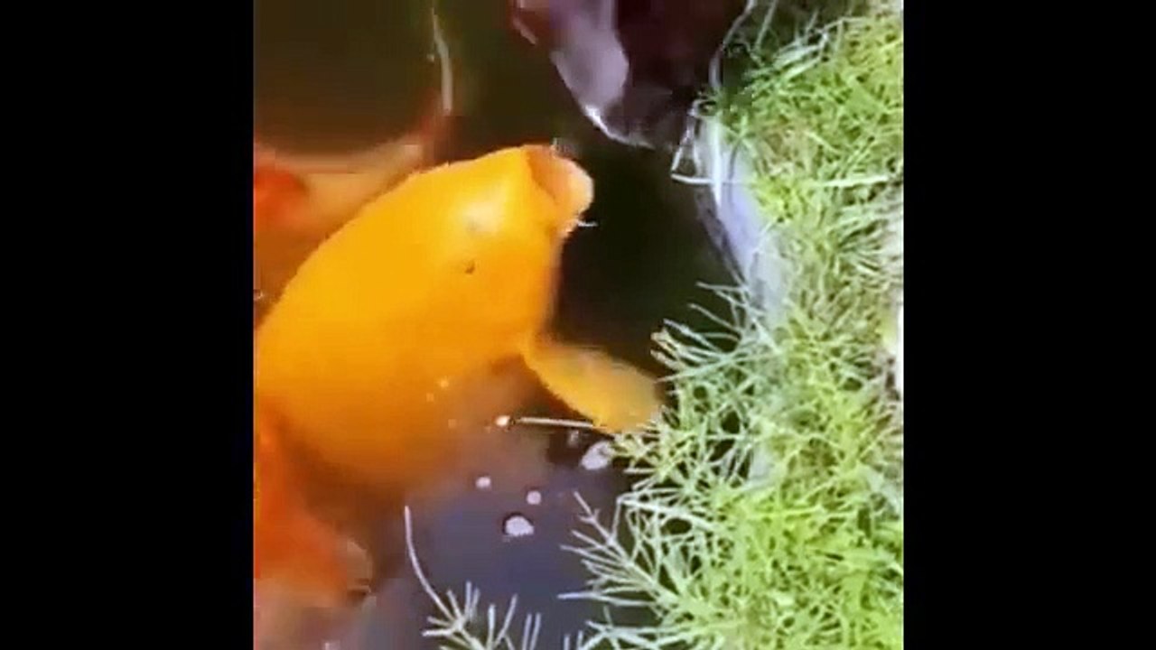 Funniest Cats And Dogs  Funny Animal Videos   - Foolish Pet