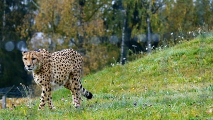 Cheetah - Chase  animal videos amazing information