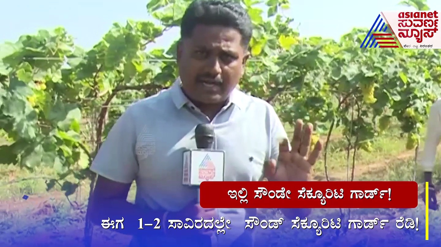 ಗನ್ ಫೈರಿಂಗ್ ಸೌಂಡ್ ಬಳಸಿ ದ್ರಾಕ್ಷಿ ರಕ್ಷಣೆ: ವಾವ್.. ರೈತರ ಪ್ಲಾನ್ ಸೂಪರ್ 