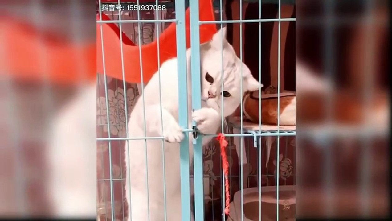 Baby Cats - Cute and Funny Cat Videos Compilation #60 - Aww Animals