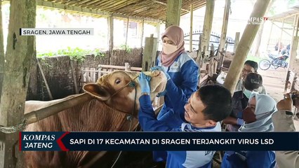 Sapi di 17 Kecamatan di Sragen Terjangkit Virus LSD