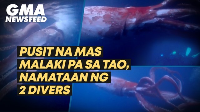 Pusit na malaki pa sa tao, namataan ng 2 divers | GMA News Feed