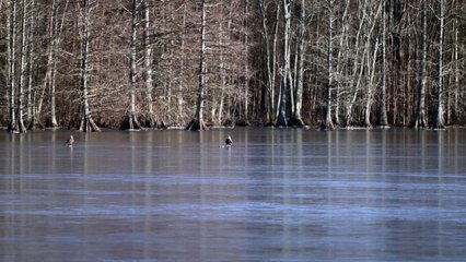Bald Eagles Play with Golf Ball on Frozen Lake