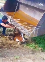 Cow fallen into sewer manhole and people rescued the cow