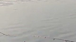 Amazing fishing _short videos _ Fariyaz shaik fishing