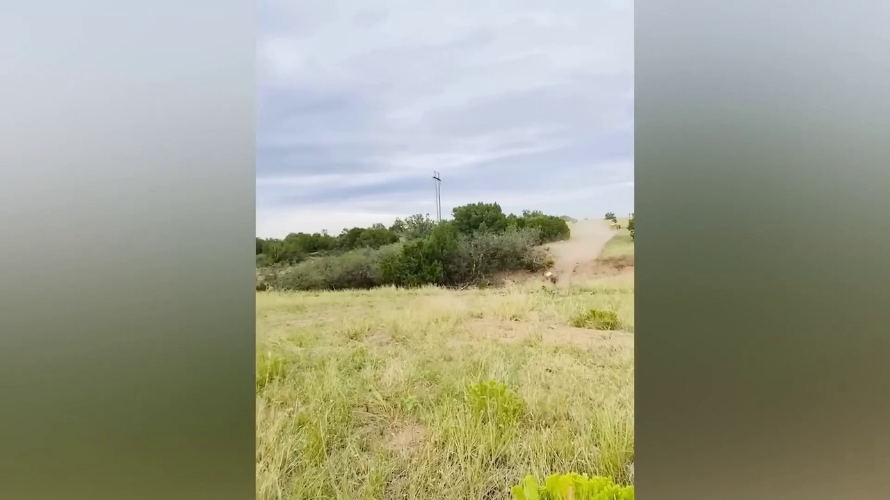 Wild Funny Video