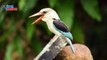 Brown-hooded Kingfisher (Halcyon albiventris) | Nature is Amazing | Viral Birds Videos
