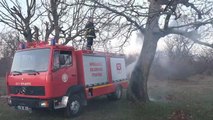 KIRKLARELİ - Son bir haftada 3 ağacın gövdesi yakılarak tahrip edildi
