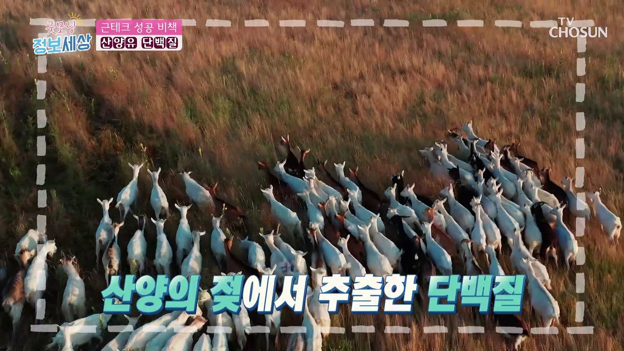 『 산양유 단백질 』 근육 부자가 되기 위한 특별한 비책 TV CHOSUN 23012...