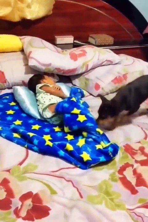 Vidio Anjing dan Kucing Paling Lucu Funniest Videos Cats  and Dogs