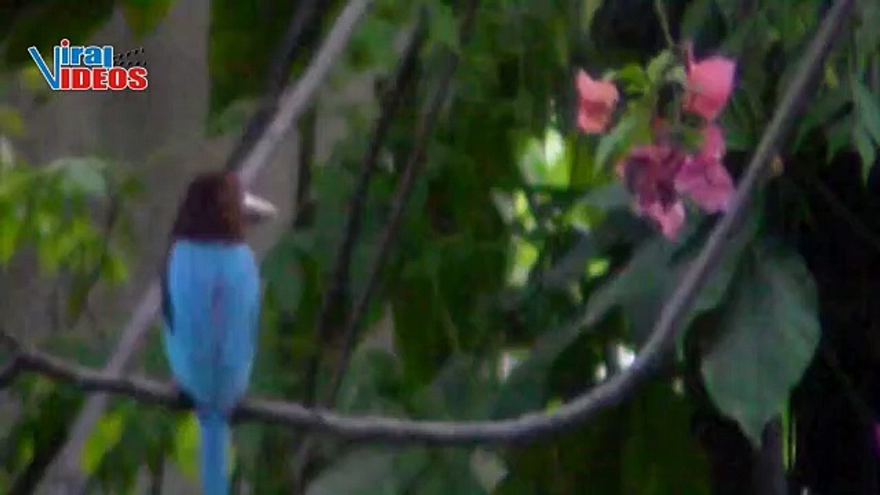 Wonderful Kingfishers of Pakistan | Nature is Amazing | Viral Videos