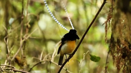 Lesser Bird-of-Paradise   #birdofparadise   #birdsofparadise   #papua