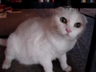 Don,t pet this Kitty