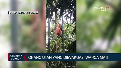Orang Utan yang Dievakuasi Warga di Kabupaten Karo Mati
