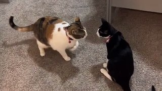 Cat Fighting |