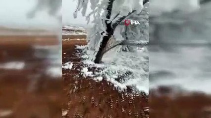 Malatya’da şaşkına çeviren olay: Kırağı ağaçların dallarını kırdı