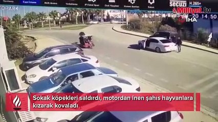 Köpekler saldırdı, motordan inen şahıs hayvanlara kızarak kovaladı