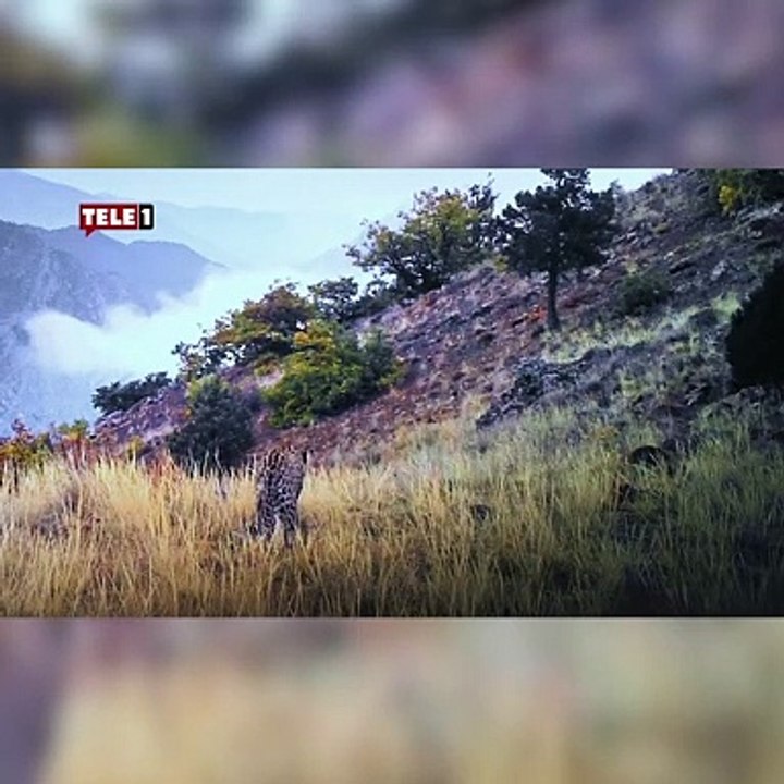 Bir zamanlar nesli tükendi zannediliyordu! Anadolu leoparı bir kez daha görüntülendi