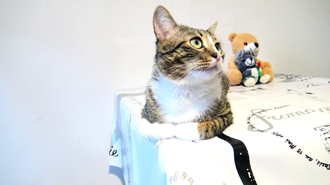 There Is a Cat Loaf on the Table
