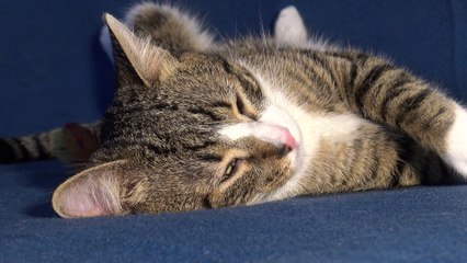 This Funny Little Cat Twists His Body