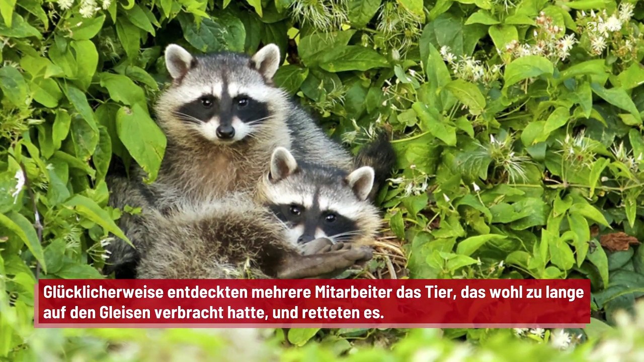 Waschbär steckt wegen seiner Hoden auf Schienen fest