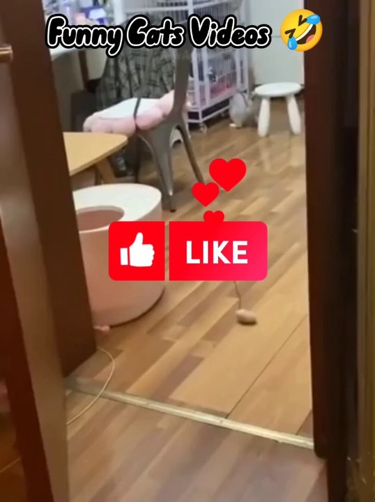 Funny Cats Videos