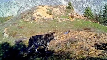 Nesli tükenmekte olan Anadolu Leoparı yeniden görüntülendi