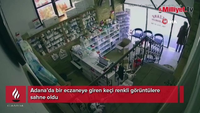 İnatçı keçi girdiği eczaneden çıkmak istemedi