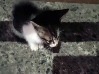 BRAVE CAT | SIMPLY MAMU