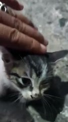 POOR CAT | SIMPLY MAMU