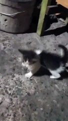 BRAVE KITTEN | SIMPLY MAMU