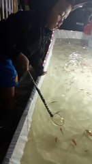 Babang main serok ikan pasar malem 1