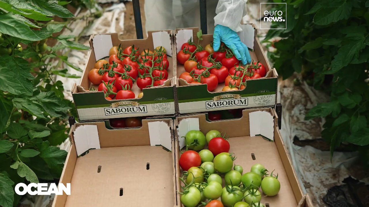 Mikroalgen-Kunststoffe: Wichtig für die Zukunft Europas?