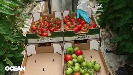 Микроводоросли вместо нефти: сырьё для промышленности теперь можно выращивать, а не добывать