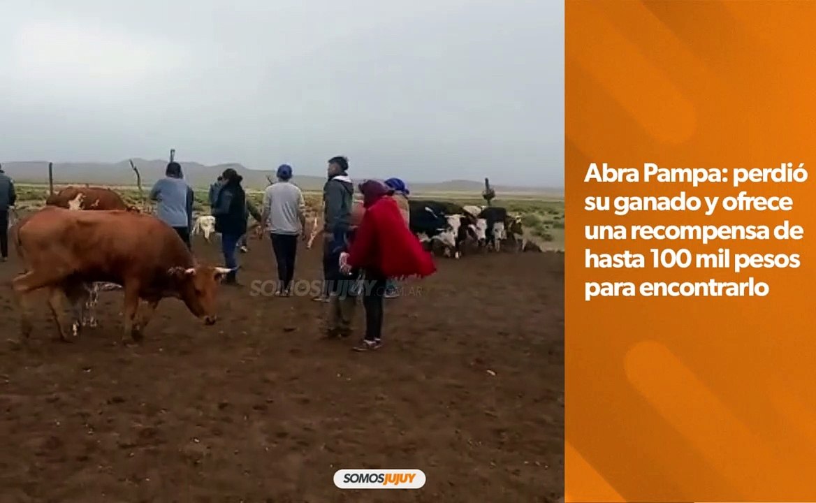 ABRA PAMPA: PERDIÓ SU GANADO Y OFRECE UNA RECOMPENSA DE HASTA 100MIL PESOS PARA ENCONTRARLO