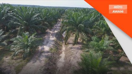 Industri Sawit | Malaysia-Indonesia kerjasama tangkis tohmahan EU