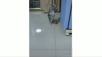 Try not to laugh - Funny dogs and cats reaction __ Funny pets compilation