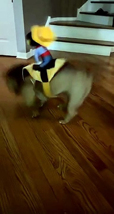 Coco the Bucking Bully