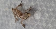 Angleterre : elle découvre un lézard dans une barquette de fraises achetée en supermarché