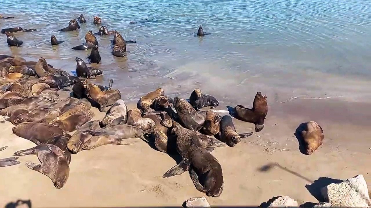 Réserve naturelle des otaries à crinière à Mar del Plata