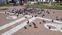 Pigeons de la Place de Mai à Buenos Aires, Argentine.